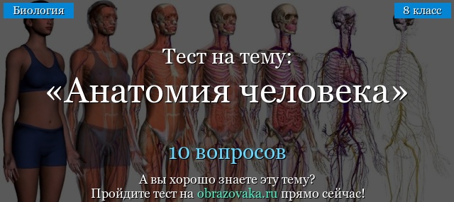 Тест Анатомия человека (8 класс)