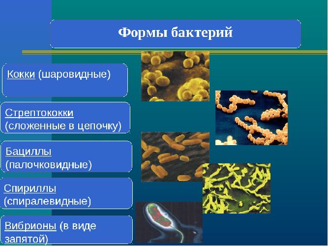 Формы бактерий и их названия – краткое описание (5 класс, биология)