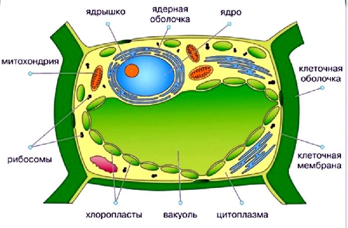 Растительная клетка