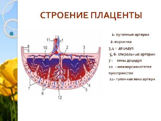 Строение плаценты Строение плаценты