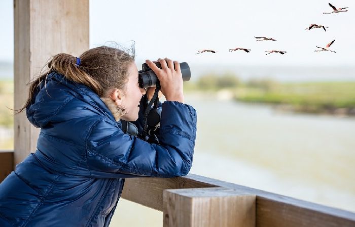 Наблюдение за птицами