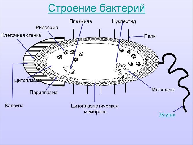 Строение бактерии