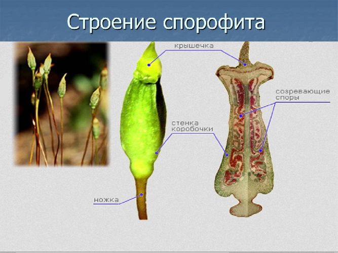 Строение спорофита мха