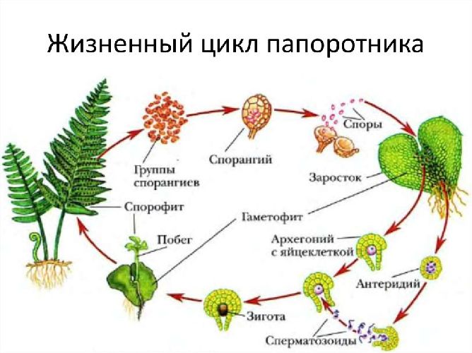 Какие растения относятся к папоротникам