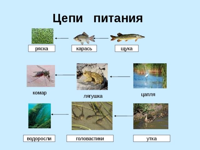 Пищевая цепь водоёма