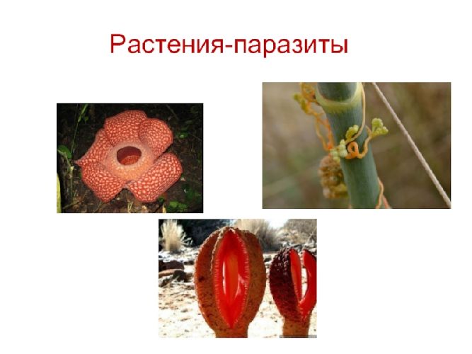 Растения-паразиты