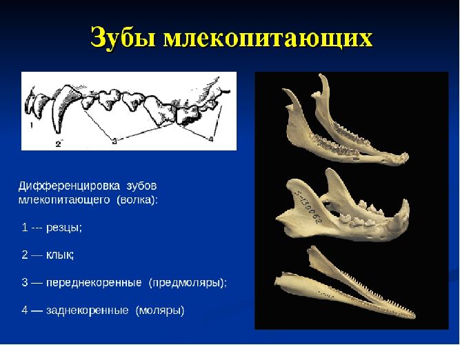Рассмотрите строение зубов млекопитающих на какие. Зубная система низших млекопитающих. Зубная система млекопитающих анатомия. Зубная система млекопитающих таблица. Зубная система млекопитающих 7 класс.
