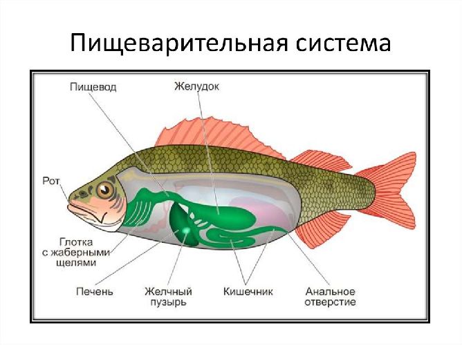 Пищеварительная система рыбы рисунок