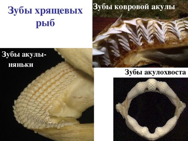 Зубы у рыб Зубы у рыб
