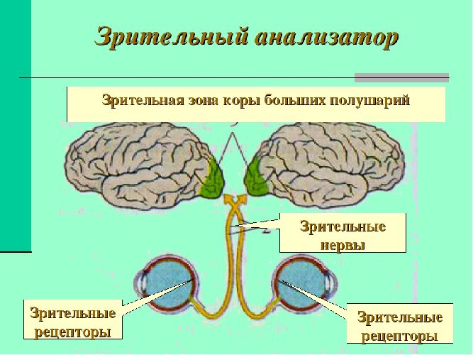 Схема строения анализатора