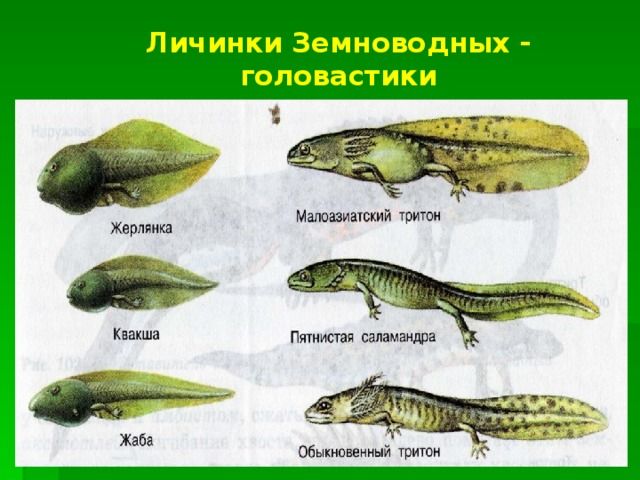 Личинки земноводных Личинки земноводных