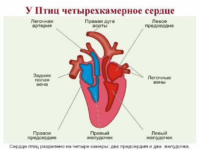 Сердце птиц