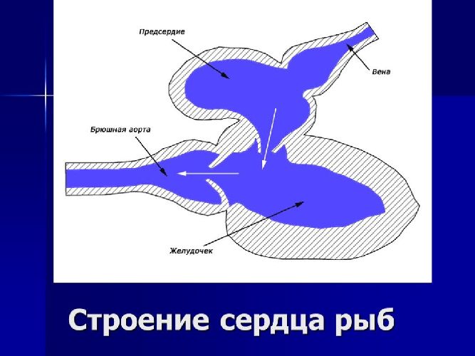 Кровеносная система рыб – особенности, характеристики, признаки у хордовых  и функции кратко (7 класс, биология)