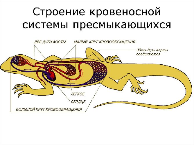 Малый и большой круги кровообращения рептилий