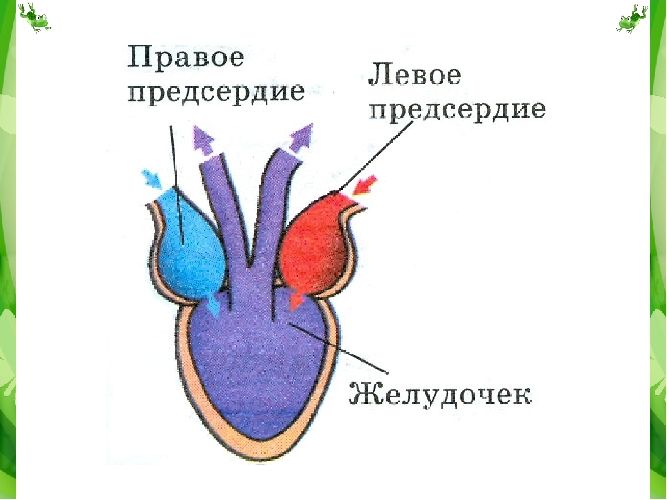 Кровеносная система лягушки – органы, особенности строения, функции кратко  (7 класс, биология)