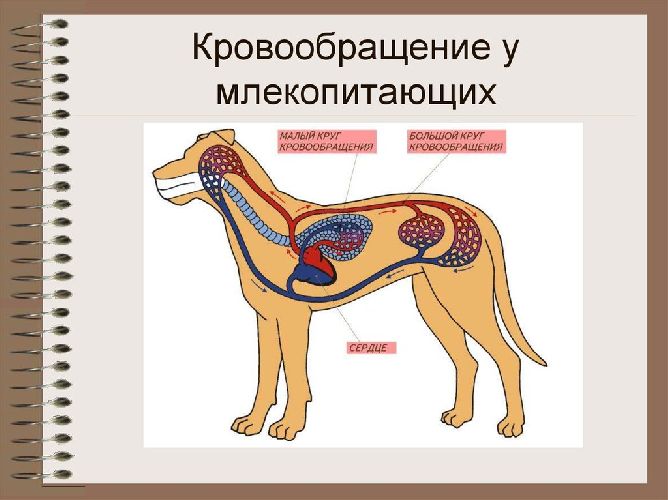 Два круга кровообращения у млекопитающих