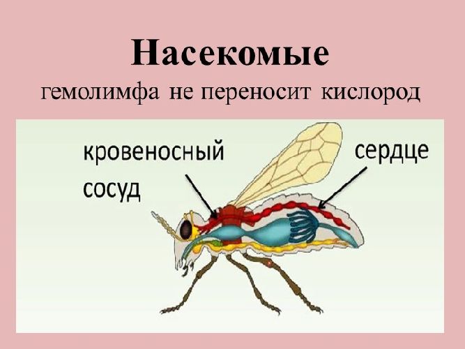 Кровеносная система насекомых. Функции гемолимфа членистоногих. Функции гемолимфы у насекомых. Функция кровеносной системы у насекомых. Гемолимфа насекомых выполняет функции.