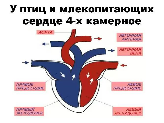 Строение четырехкамерного сердца
