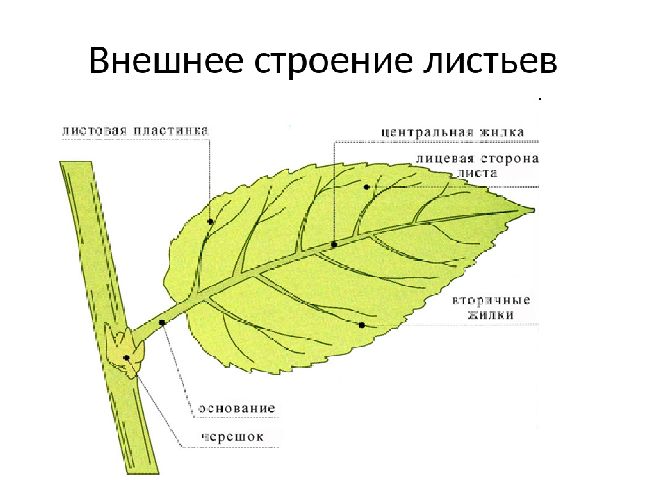 Внешнее строение листа рисунок