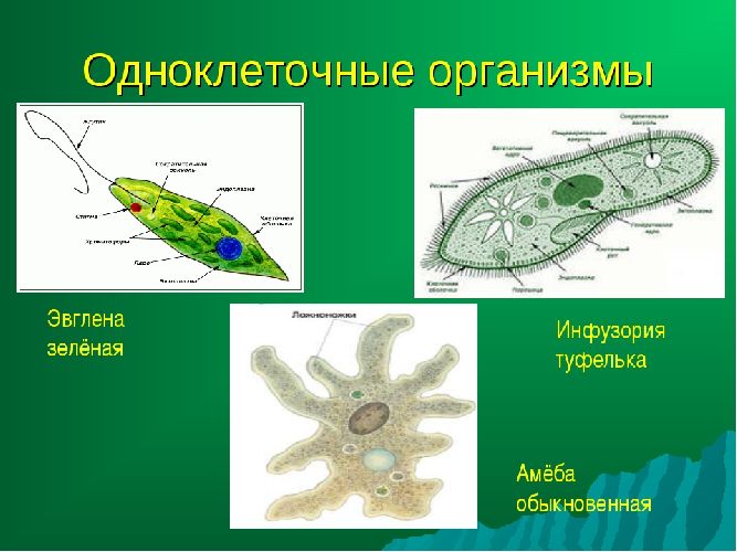 Простейшие одноклеточные организмы Простейшие одноклеточные организмы