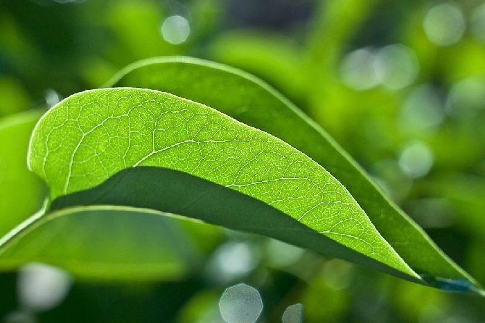 Ароморфозы что это такое. biologiya 165502 fotosintez vazhnyy aromorfoz rasteniy. Ароморфозы что это такое фото. Ароморфозы что это такое-biologiya 165502 fotosintez vazhnyy aromorfoz rasteniy. картинка Ароморфозы что это такое. картинка biologiya 165502 fotosintez vazhnyy aromorfoz rasteniy.