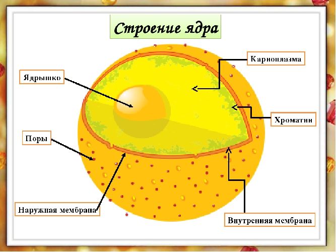 Строение ядра картинка