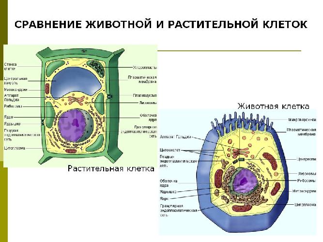 Сравнение растительной и животной клетки