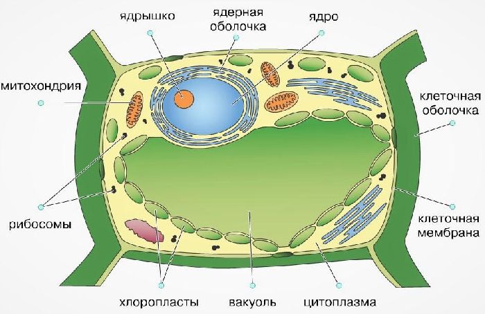 На рисунке изображена растительная клетка как называется структура клетки обозначенная буквой а