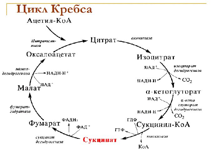 Цикл трикарбоновых кислот схема с формулами