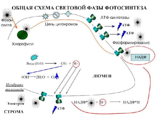 Схема световой фазы фотосинтеза