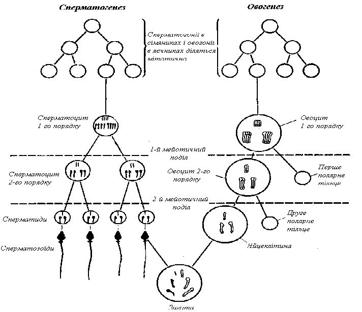 Схема гаметогенеза