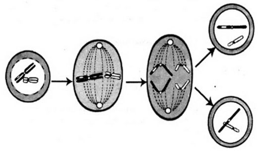 Схема второго мейотического деления