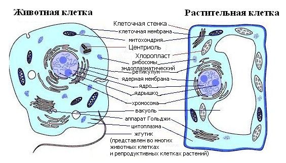 Схема строения растительной и животной клетки