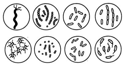 Формы клеток бактерий