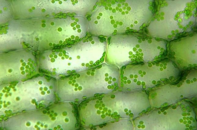 Паренхима зелёного листа под микроскопом