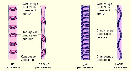 Схема строения флоэмы и ксилемы