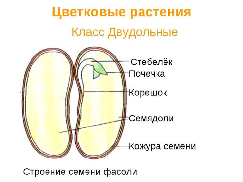 Зародыш семени двудольных стратификация семян плодовых
