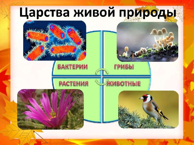 Сохраним богатство живого мира 5 класс биология презентация