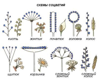 Растения семейства сложноцветные (астровые) - примеры и общие признаки, цветки и формула, список с названиями