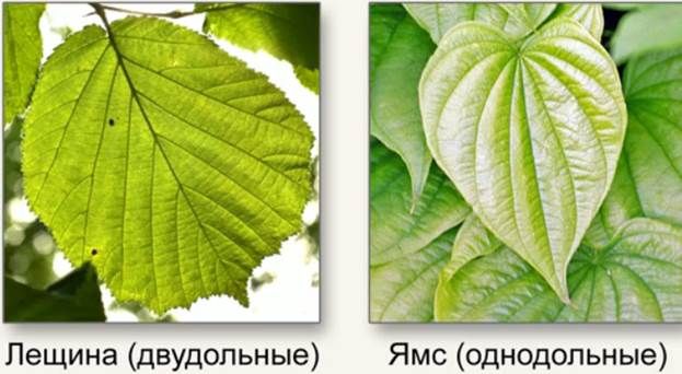 Листья двудольных и однодольных растений
