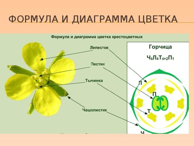 Диаграмма и формула цветка крестоцветных