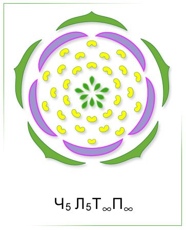 Диаграмма и формула цветка розоцветных