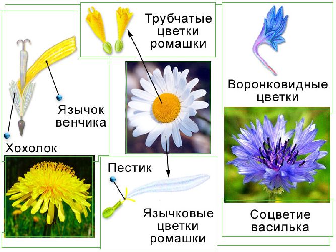 Семейство Cложноцветные – формула цветка, общая характеристика по биологии  (6 класс)
