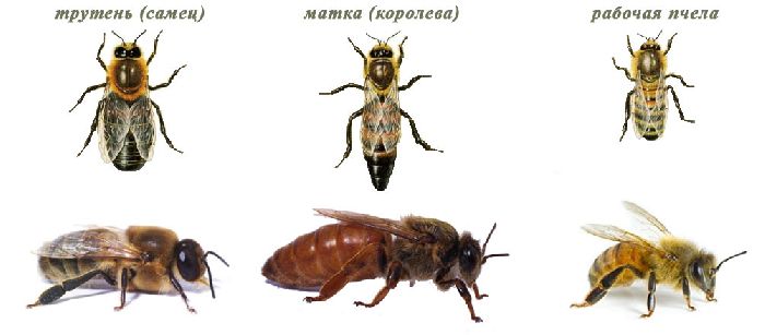 Члены пчелиной семьи
