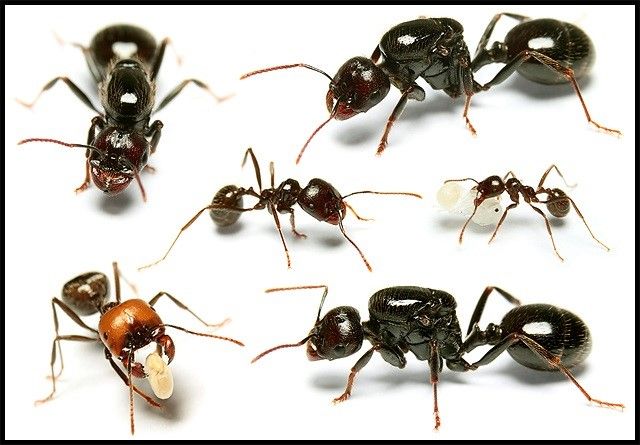Касты муравьёв