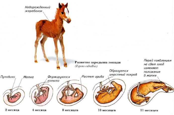 Стадии развития зародыша млекопитающих