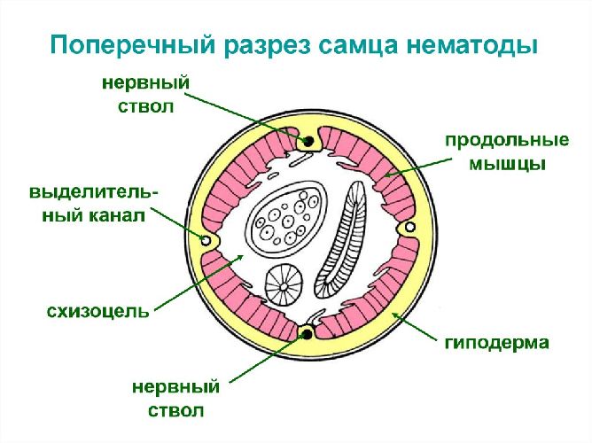 Поперечное сечение круглых червей