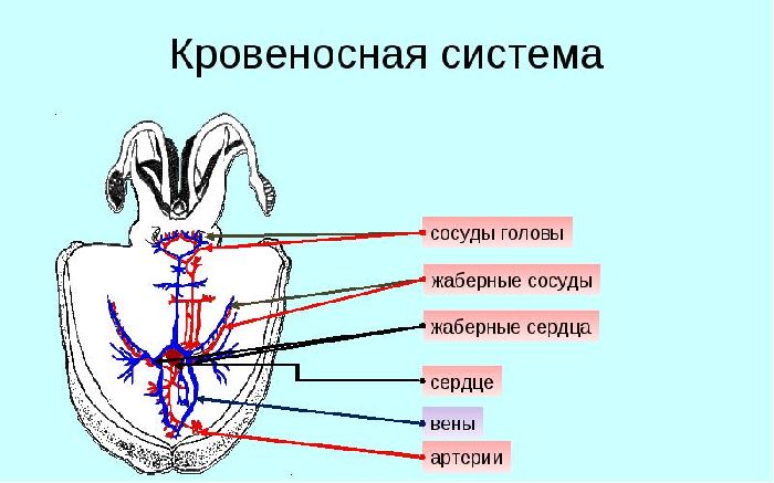 Кровеносная система головоногих моллюсков