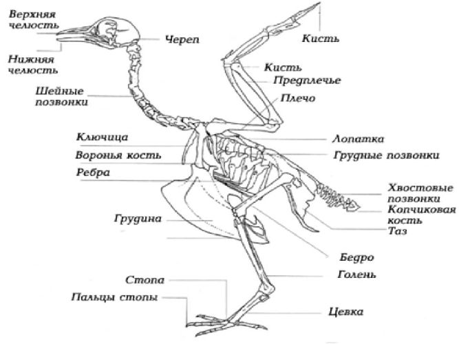Строение скелета птицы