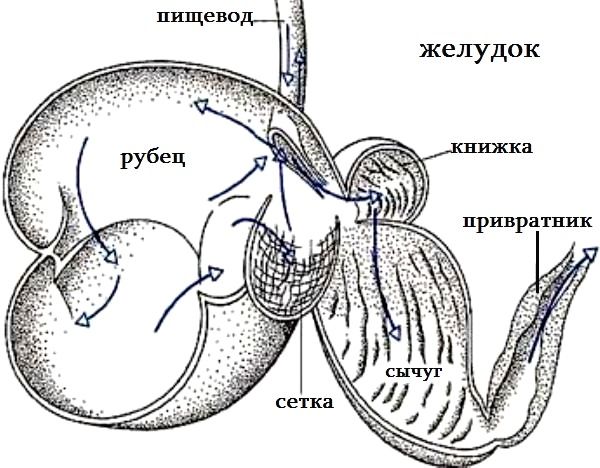 Строение желудка жвачного животного